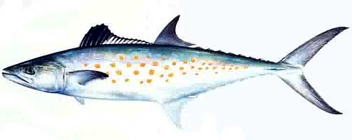 species_38.jpg